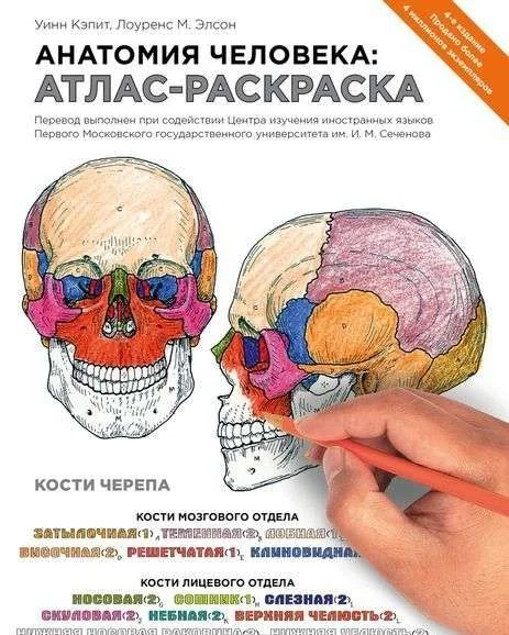 Обложка книги «Анатомия человека: атлас-раскраска»