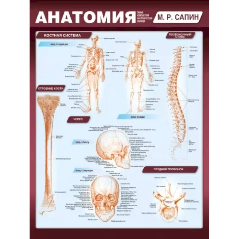 Обложка книги «Анатомия. Самая компактная анатомическая таблица»