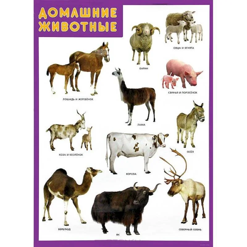 Обложка книги «Домашние животные. Плакат»