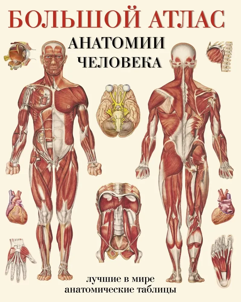 Обложка книги «Большой атлас анатомии человека. Лучшие в мире анатомические таблицы»