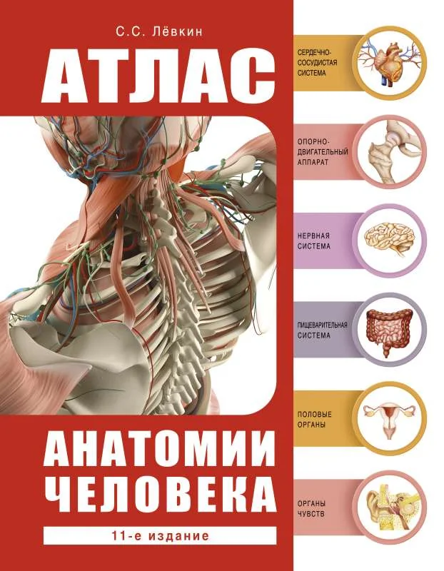 Обложка книги «Атлас анатомии человека»